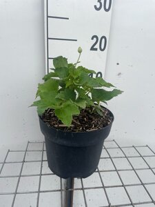 Anemone hyb. 'Honorine Jobert' geen maat specificatie cont. 3,0L - image 11