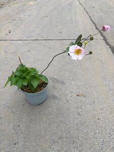 Anemone hyb. 'Königin Charlotte' geen maat specificatie cont. 3,0L - afbeelding 2