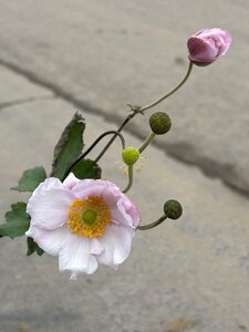 Anemone hyb. 'Königin Charlotte' geen maat specificatie cont. 3,0L - afbeelding 3