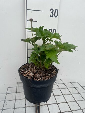 Anemone hyb. 'Königin Charlotte' geen maat specificatie cont. 3,0L - image 4