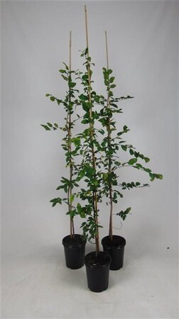 Carpinus betulus 100-125 cm cont. 3,0L - afbeelding 1