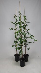 Carpinus betulus 100-125 cm cont. 3,0L