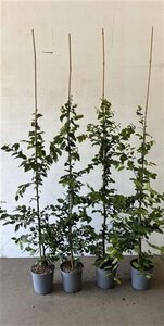 Carpinus betulus 100-125 cm cont. 3,0L - afbeelding 2