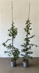 Carpinus betulus 100-125 cm cont. 3,0L - afbeelding 3