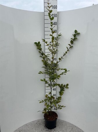 Carpinus betulus 125-150 cm cont. 5,0L - afbeelding 1