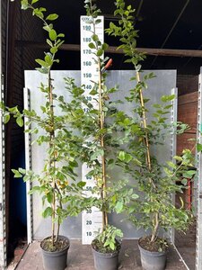 Carpinus betulus 125-150 cm cont. 5,0L - afbeelding 3