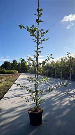 Carpinus betulus 150-175 cm cont. 5,0L - afbeelding 5