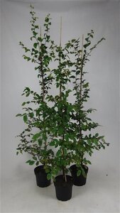 Carpinus betulus 150-175 cm cont. 5,0L - afbeelding 2