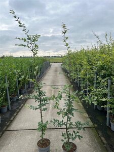 Carpinus betulus 150-175 cm cont. 5,0L - afbeelding 3