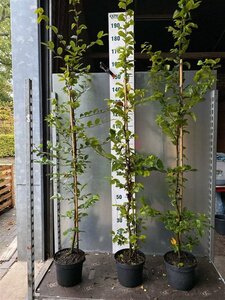 Carpinus betulus 150-175 cm cont. 5,0L - afbeelding 3