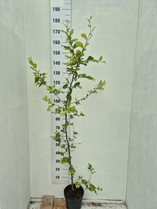 Carpinus betulus 150-175 cm cont. 5,0L - afbeelding 2
