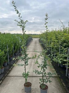 Carpinus betulus 150-175 cm cont. 5,0L - afbeelding 4