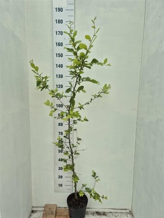 Carpinus betulus 150-175 cm cont. 5,0L - afbeelding 1