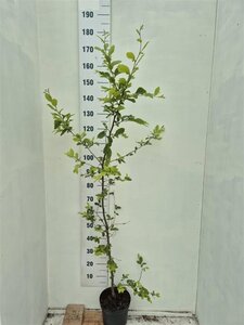 Carpinus betulus 150-175 cm cont. 5,0L
