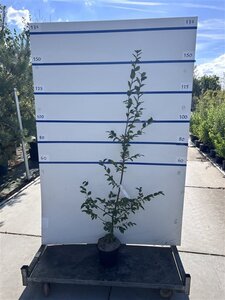 Carpinus betulus 150-175 cm cont. 5,0L