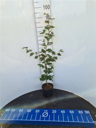 Fagus sylvatica 100-125 cm cont. 2,5L - afbeelding 3