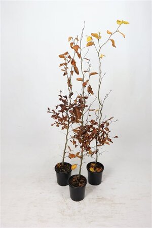 Fagus sylvatica 100-125 cm cont. 2,5L - afbeelding 1