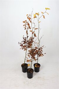 Fagus sylvatica 100-125 cm cont. 2,5L