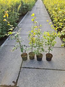 Fagus sylvatica 100-125 cm cont. 2,5L - afbeelding 4