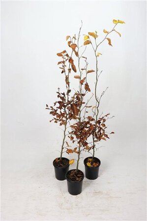 Fagus sylvatica 100-125 cm cont. 2,5L - afbeelding 2