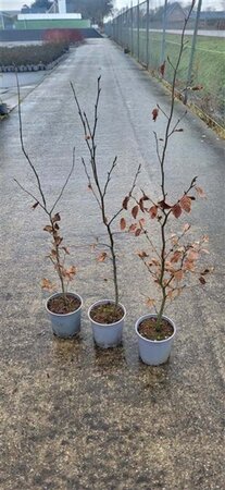 Fagus sylvatica 100-125 cm cont. 2,5L - afbeelding 3
