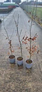 Fagus sylvatica 100-125 cm cont. 2,5L - afbeelding 3
