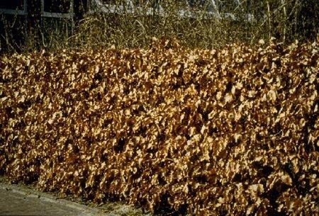 Fagus sylvatica 150-175 cm cont. 10L - afbeelding 1