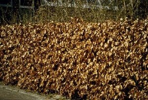 Fagus sylvatica 150-175 cm cont. 10L