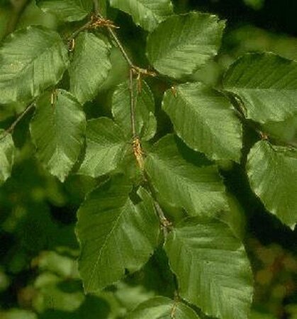 Fagus sylvatica 150-175 cm cont. 10L - afbeelding 2