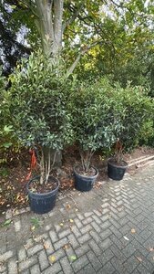 Photinia fraseri 'Red Robin'= 'Roodborstje' 175-200 cm container meerstammig - afbeelding 2