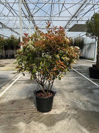 Photinia fraseri 'Red Robin'= 'Roodborstje' 175-200 cm container meerstammig - afbeelding 1