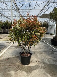 Photinia fraseri 'Red Robin'= 'Roodborstje' 175-200 cm container meerstammig