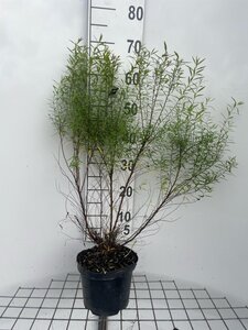 Spiraea thunbergii 60-80 cm cont. 3,0L