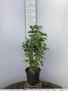 Syringa vulgaris 80-100 cm cont. 7,5L - afbeelding 2