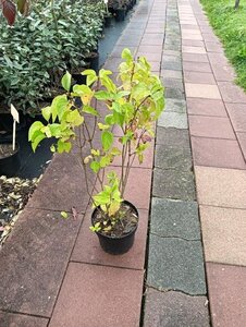 Syringa vulgaris 80-100 cm cont. 7,5L