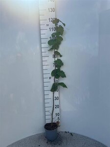 Tilia cordata 80-100 cm cont. 2,0L