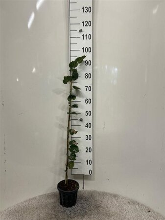 Tilia cordata 80-100 cm cont. 2,0L - afbeelding 1