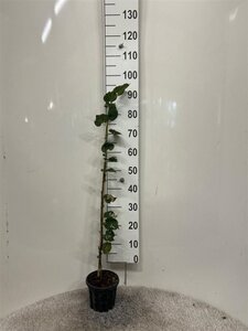 Tilia cordata 80-100 cm cont. 2,0L - afbeelding 1