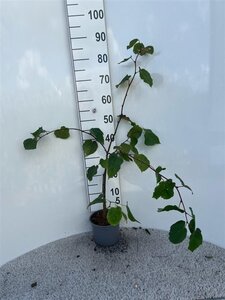 Tilia cordata 80-100 cm cont. 2,0L - afbeelding 3