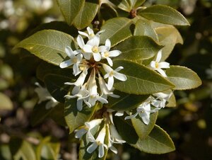 Osmanthus burkwoodii 70 cm RB bulb - image 4