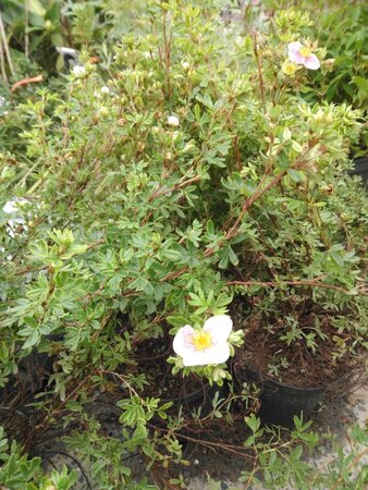 Potentilla f. 'Pink Queen' geen maat specificatie cont. 2,0L - afbeelding 1