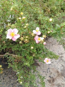 Potentilla f. 'Pink Queen' geen maat specificatie cont. 2,0L - afbeelding 2