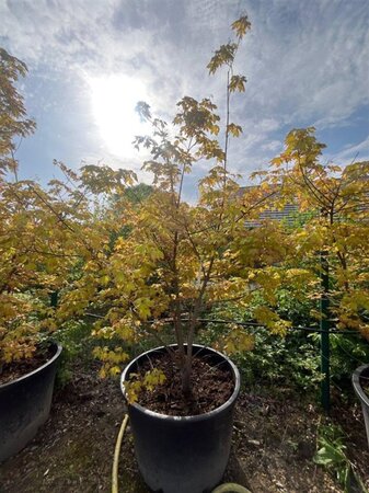 Acer cappadocicum 'Aureum' 175-200 cm container solitair