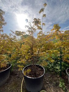 Acer cappadocicum 'Aureum' 175-200 cm container solitair