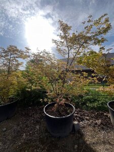 Acer cappadocicum 'Aureum' 200-250 cm container solitair