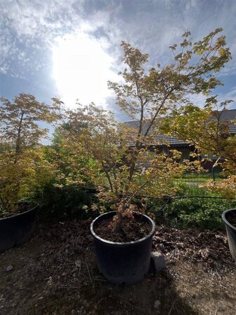 Acer cappadocicum 'Aureum' 250-300 cm container single