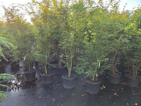 Acer palmatum 175-200 cm cont. 35L solitair