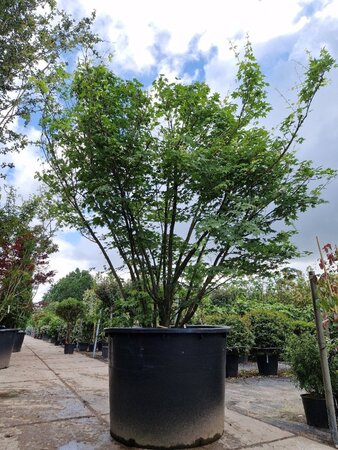 Acer palmatum 200-250 cm container solitair - afbeelding 8