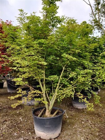 Acer palmatum 200-250 cm container solitair - afbeelding 1