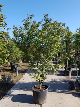 Acer palmatum 200-250 cm container solitair - afbeelding 9